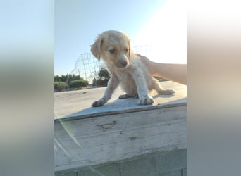Mini Mischlingswelpe ELLIE sucht eine eigene Familie!