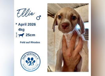 Mini Mischlingswelpe ELLIE sucht eine eigene Familie!