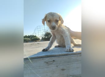 Mini Mischlingswelpe ELLIE sucht eine eigene Familie!