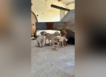 Mini Mischlingswelpe ELLIE sucht eine eigene Familie!