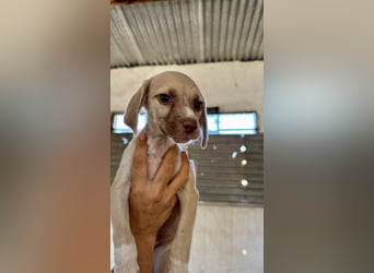 Mini Mischlingswelpe ELLIE sucht eine eigene Familie!