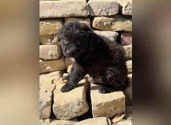 Fynn KK – kleiner Hundemann wartet auf sein Für-Immer-Zuhause