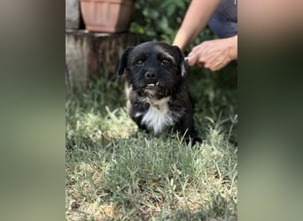 Frodo-KK – bezaubernder kleiner Charmeur sucht liebevolles Zuhause 
