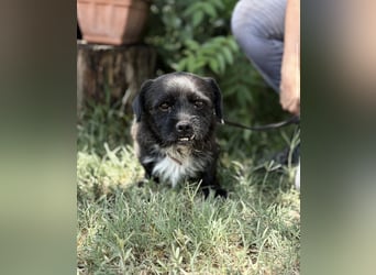 Frodo-KK – bezaubernder kleiner Charmeur sucht liebevolles Zuhause 