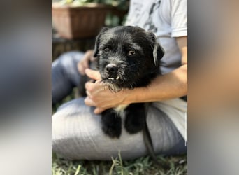Frodo-KK – bezaubernder kleiner Charmeur sucht liebevolles Zuhause 