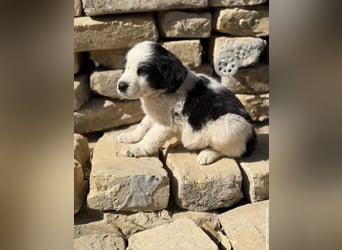 Fino KK – kleiner Hundemann wartet auf sein Für-Immer-Zuhause