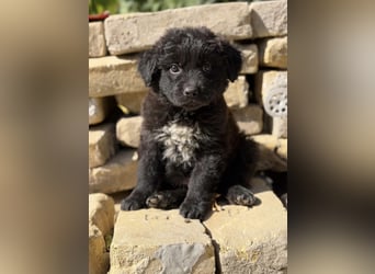 Fynn KK – kleiner Hundemann wartet auf sein Für-Immer-Zuhause
