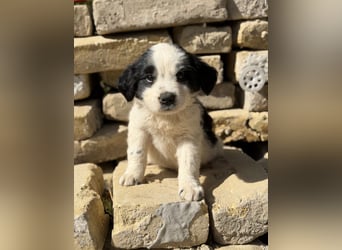 Fino KK – kleiner Hundemann wartet auf sein Für-Immer-Zuhause