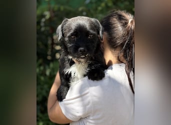 Frodo-KK – bezaubernder kleiner Charmeur sucht liebevolles Zuhause 