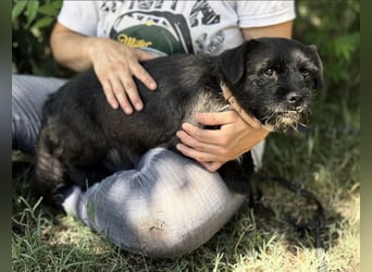 Frodo-KK – bezaubernder kleiner Charmeur sucht liebevolles Zuhause 