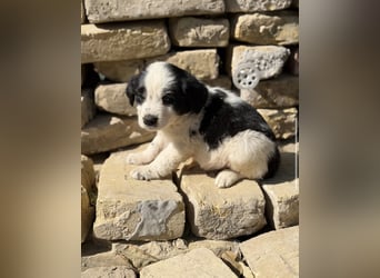 Fino KK – kleiner Hundemann wartet auf sein Für-Immer-Zuhause