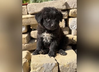 Fynn KK – kleiner Hundemann wartet auf sein Für-Immer-Zuhause