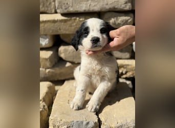 Fino KK – kleiner Hundemann wartet auf sein Für-Immer-Zuhause
