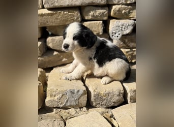 Fino KK – kleiner Hundemann wartet auf sein Für-Immer-Zuhause