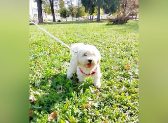 Havaneser Mix Bube „ATHOS“ sucht liebes Zuhause