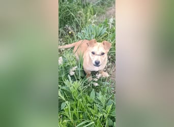 Little Dino - schwups hat er dein Herz erobert