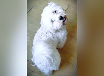 Havaneser Mix Bube „ATHOS“ sucht liebes Zuhause