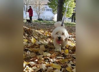 Havaneser Mix Bube „ATHOS“ sucht liebes Zuhause