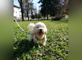 Havaneser Mix Bube „ATHOS“ sucht liebes Zuhause