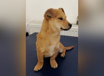 Little Dino - schwups hat er dein Herz erobert