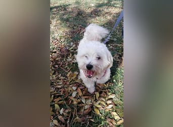 Havaneser Mix Bube „ATHOS“ sucht liebes Zuhause