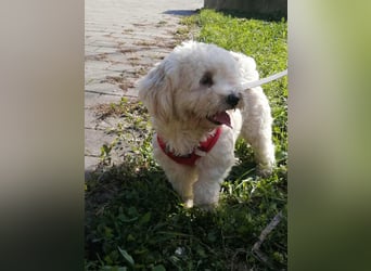 Havaneser Mix Bube „ATHOS“ sucht liebes Zuhause