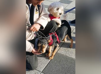 Havaneser Mix Bube „ATHOS“ sucht liebes Zuhause