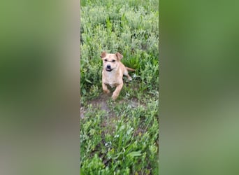 Little Dino - schwups hat er dein Herz erobert