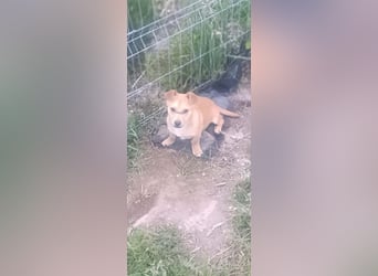 Little Dino - schwups hat er dein Herz erobert