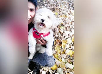 Havaneser Mix Bube „ATHOS“ sucht liebes Zuhause