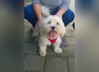 Havaneser Mix Bube „ATHOS“ sucht liebes Zuhause