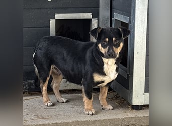 MULCSA SUCHT LIEBEVOLLES ZUHAUSE