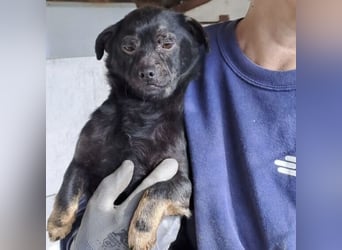 ZEBI WARTET GEDULDIG