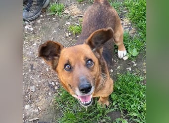 MANCI – KLEINE FREUNDLICHE DAME SUCHT ZUHAUSE