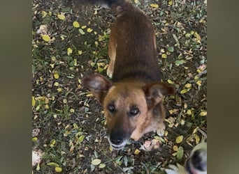 MANCI – KLEINE FREUNDLICHE DAME SUCHT ZUHAUSE