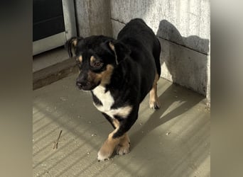 MULCSA SUCHT LIEBEVOLLES ZUHAUSE