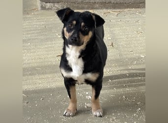 MULCSA SUCHT LIEBEVOLLES ZUHAUSE