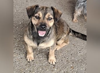 Pocsita lief auf der Straße