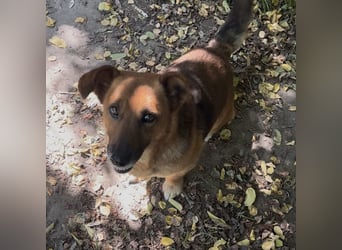 MANCI – KLEINE FREUNDLICHE DAME SUCHT ZUHAUSE