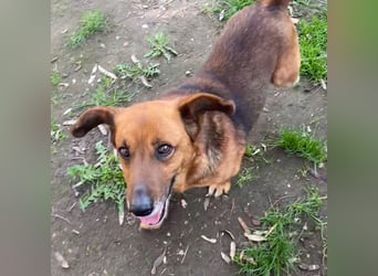 MANCI – KLEINE FREUNDLICHE DAME SUCHT ZUHAUSE