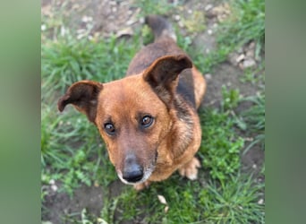 MANCI – KLEINE FREUNDLICHE DAME SUCHT ZUHAUSE