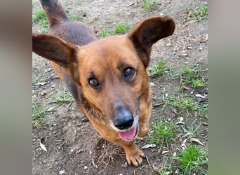 MANCI – KLEINE FREUNDLICHE DAME SUCHT ZUHAUSE