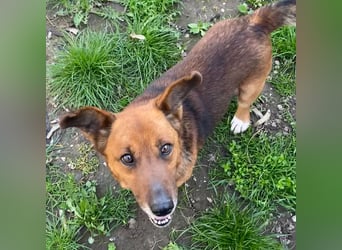 MANCI – KLEINE FREUNDLICHE DAME SUCHT ZUHAUSE