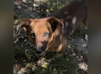 MANCI – KLEINE FREUNDLICHE DAME SUCHT ZUHAUSE