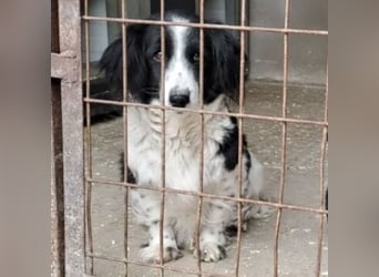 Lucia - Süßer Vierbeiner sucht Familie