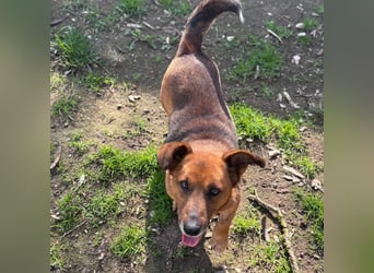 MANCI – KLEINE FREUNDLICHE DAME SUCHT ZUHAUSE