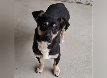 MULCSA SUCHT LIEBEVOLLES ZUHAUSE