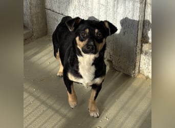 MULCSA SUCHT LIEBEVOLLES ZUHAUSE