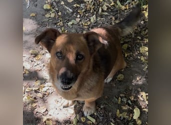 MANCI – KLEINE FREUNDLICHE DAME SUCHT ZUHAUSE