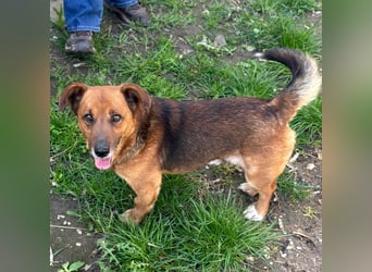 MANCI – KLEINE FREUNDLICHE DAME SUCHT ZUHAUSE